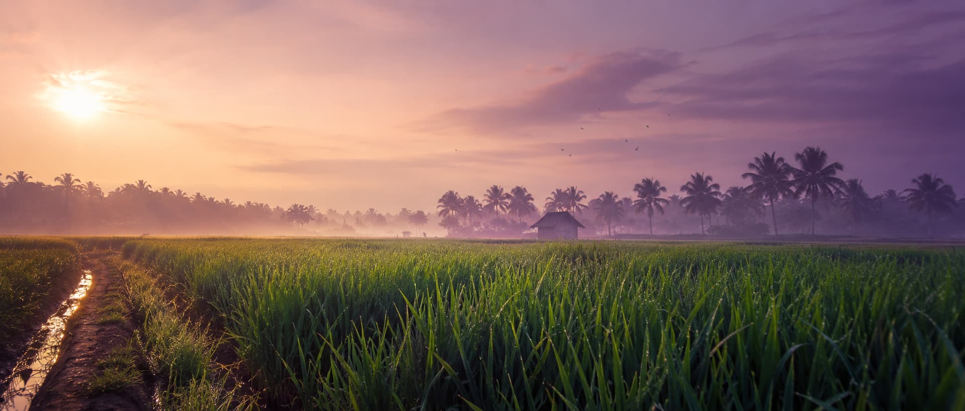 Hero image